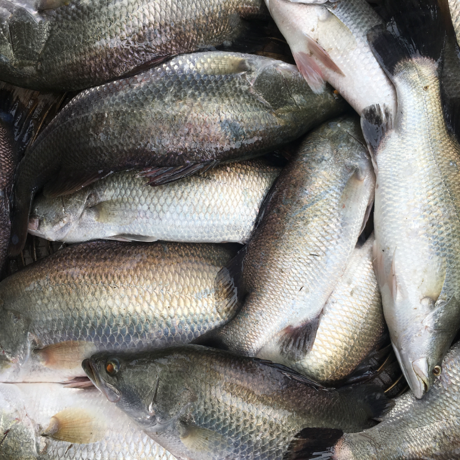 Small Chara Vetki Fish (whole) - ichamati(450gm - 500gm)